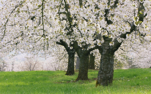 468331 (a): :1680x1050